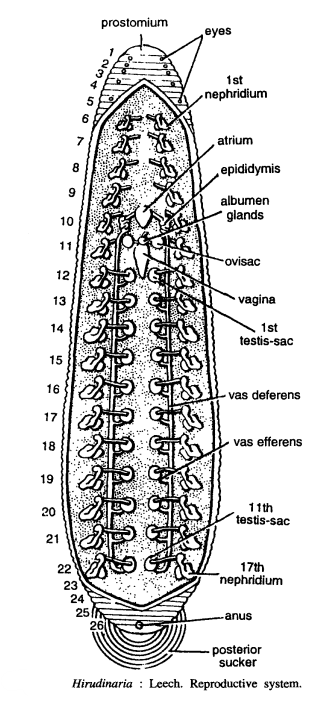 DISSECTION OF HIRUDINARIA GRANULOSA (LEECH)