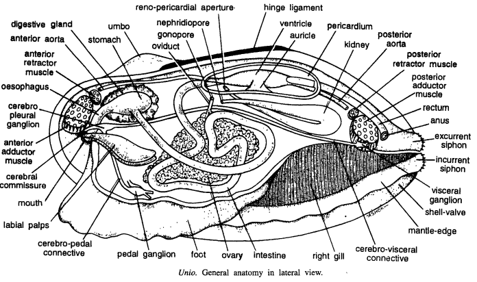 DISSECTION OF UNIO OR LAMELLIDENS