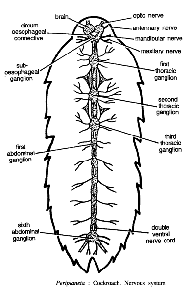 DISSECTION OF PERIPLANETA AMERICANA (COCKROACH)