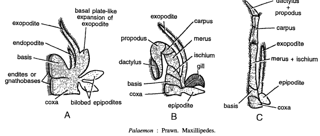 DISSECTION OF PALAEMON (PRAWN)