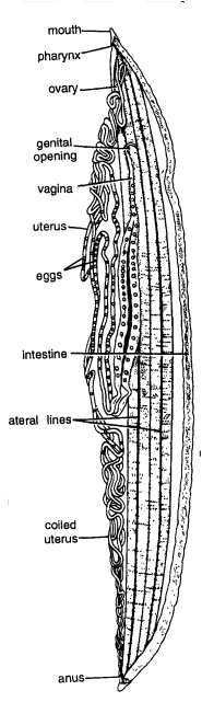 DISSECTION OF ASCARIS (ROUND WORM)