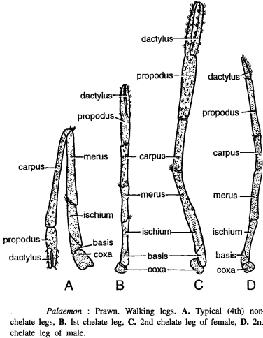 DISSECTION OF PALAEMON (PRAWN)