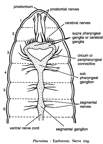 DISSECTION OF PHERETIMA POSTHUMA (EARTHWORM)