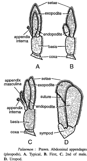 DISSECTION OF PALAEMON (PRAWN)