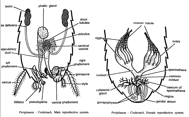 DISSECTION OF PERIPLANETA AMERICANA (COCKROACH)