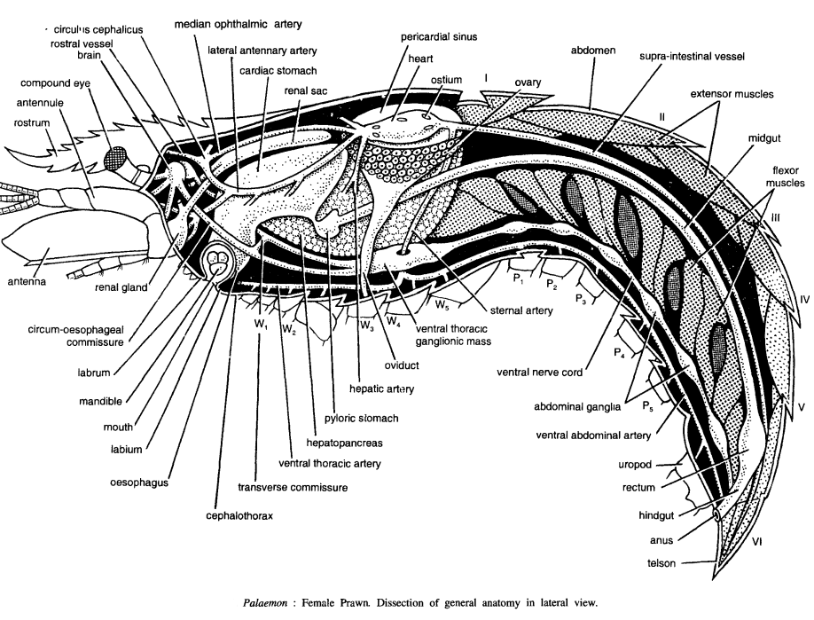 DISSECTION OF PALAEMON (PRAWN)