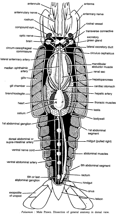 DISSECTION OF PALAEMON (PRAWN)