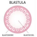 BLASTULA AND TYPES OF BLASTULA