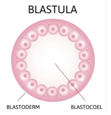 Read more about the article BLASTULA AND TYPES OF BLASTULA