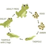 METAMORPHOSIS STAGES IN LIFECYCLE OF FROG