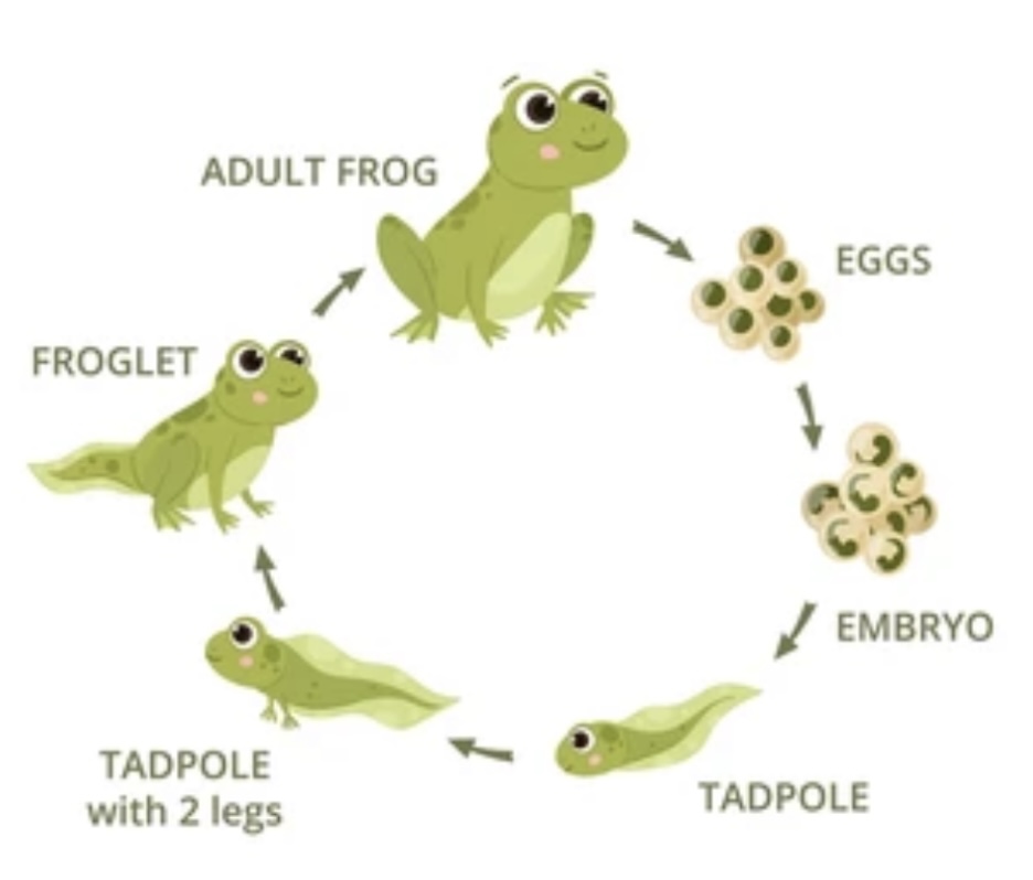 Read more about the article METAMORPHOSIS STAGES IN LIFECYCLE OF FROG