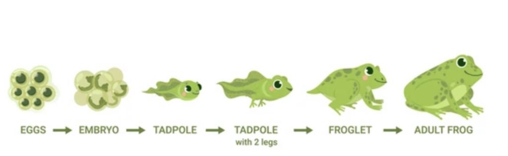 METAMORPHOSIS STAGES IN LIFECYCLE OF FROG