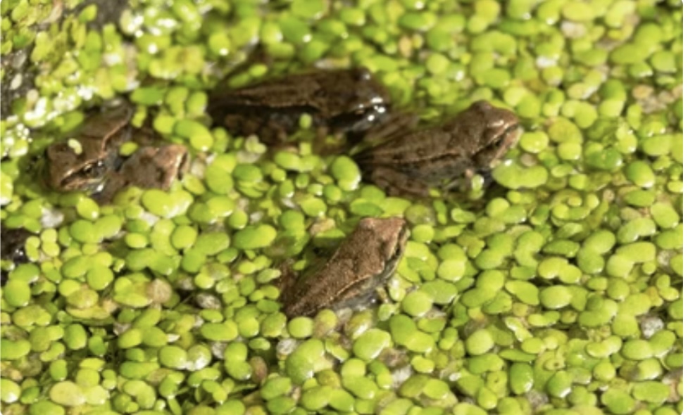 METAMORPHOSIS STAGES IN LIFECYCLE OF FROG