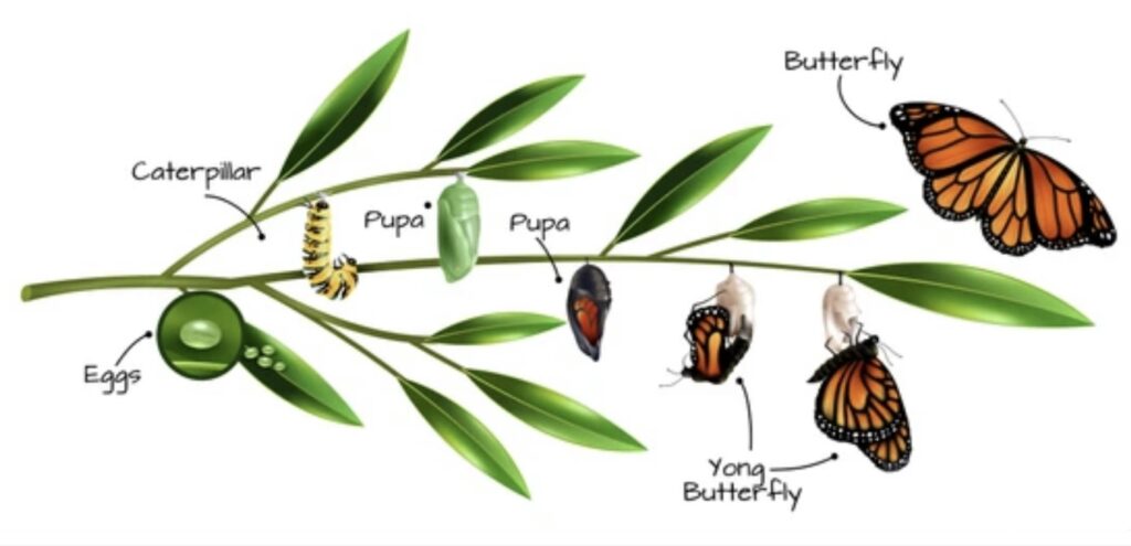 METAMORPHOSIS IN INSECTS