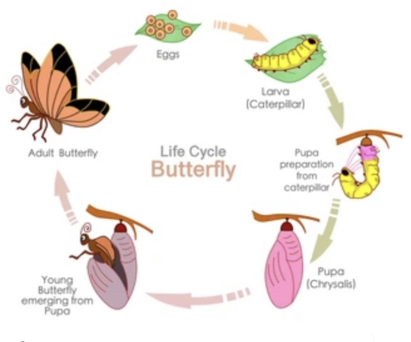 METAMORPHOSIS IN INSECTS