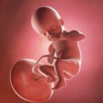 PLACENTA AND TYPES OF PLACENTA