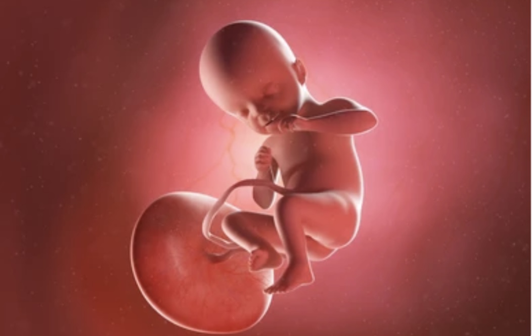 Read more about the article PLACENTA AND TYPES OF PLACENTA