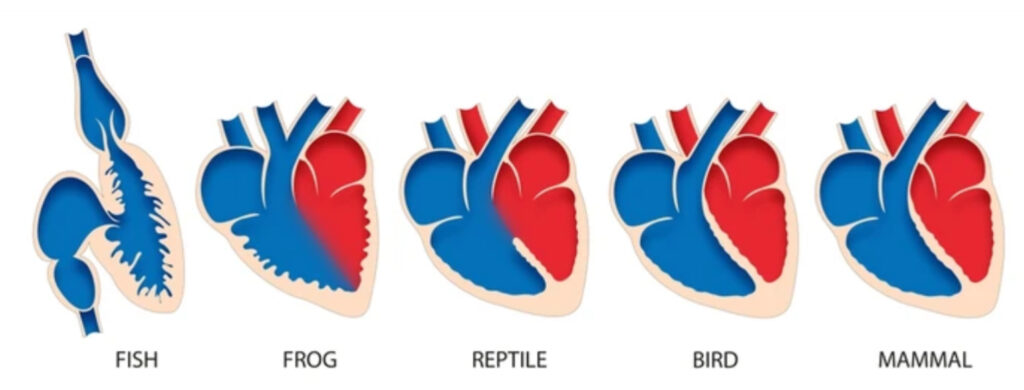 CIRCULATORY SYSTEM OF TELEOSTS