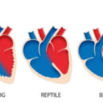 CIRCULATORY SYSTEM OF TELEOSTS