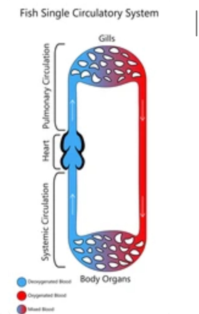 CIRCULATORY SYSTEM OF TELEOSTS