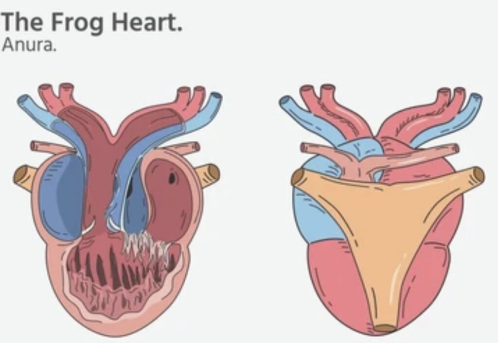 CIRCULATORY SYSTEM OF AMPHIBIANS