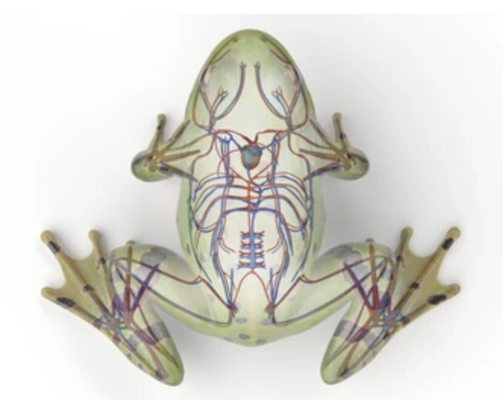 CIRCULATORY SYSTEM OF AMPHIBIANS