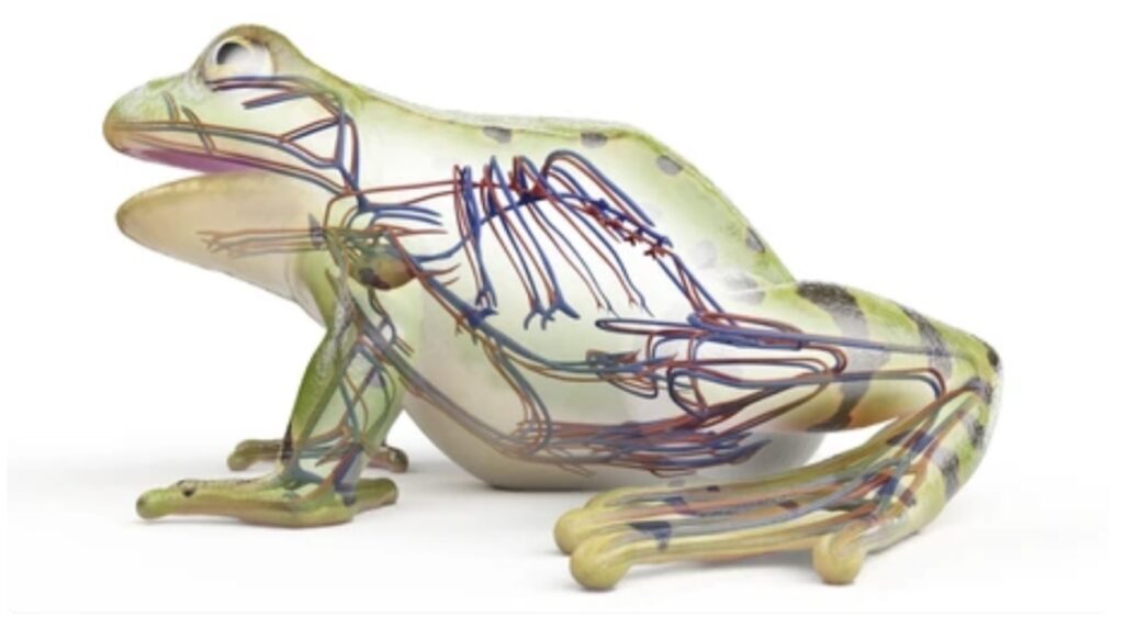 CIRCULATORY SYSTEM OF AMPHIBIANS