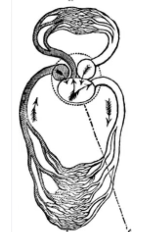 CIRCULATORY SYSTEM OF REPTILES