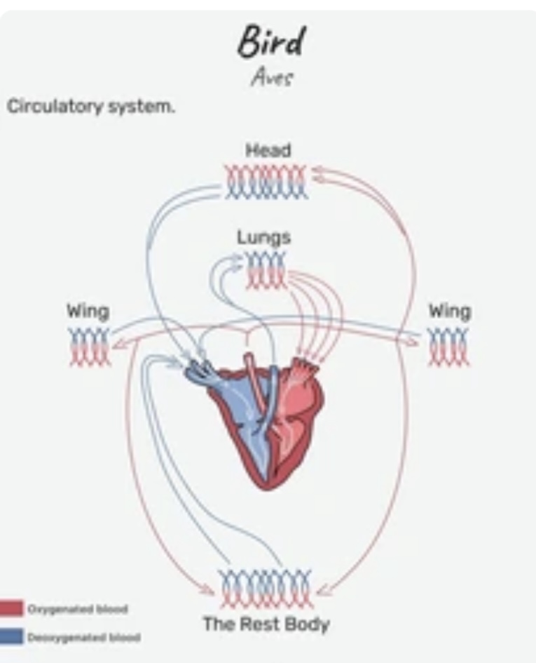 CIRCULATORY SYSTEM OF PIGEON