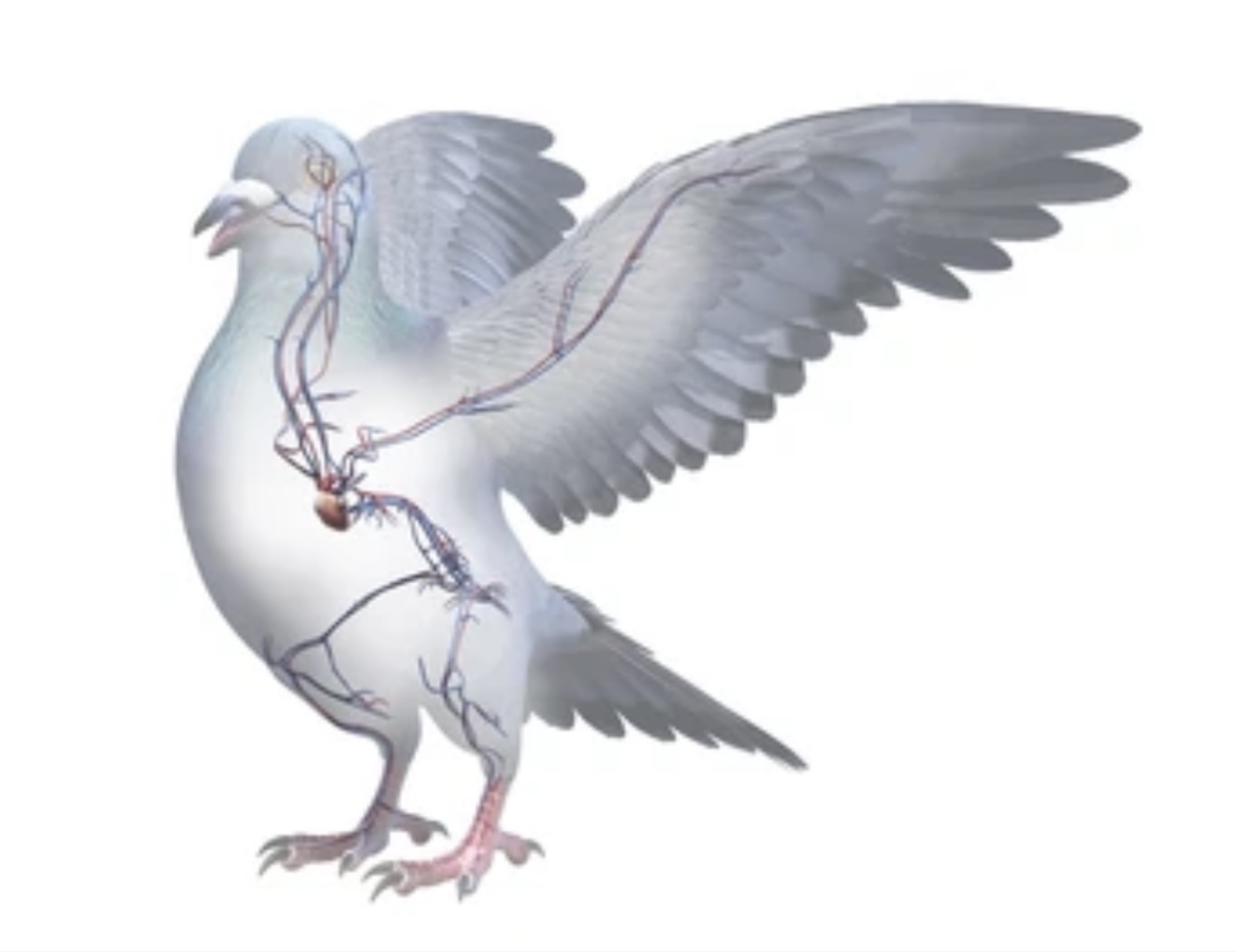 Read more about the article CIRCULATORY SYSTEM OF PIGEON