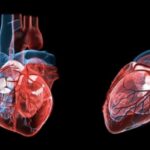 THE HUMAN HEART: STRUCTURE AND FUNCTION