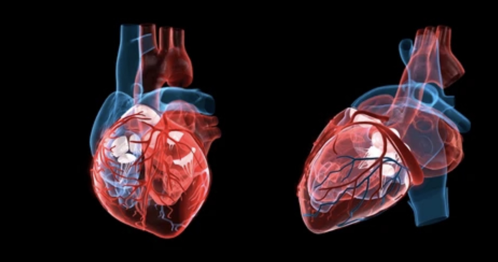 Read more about the article THE HUMAN HEART: STRUCTURE AND FUNCTION