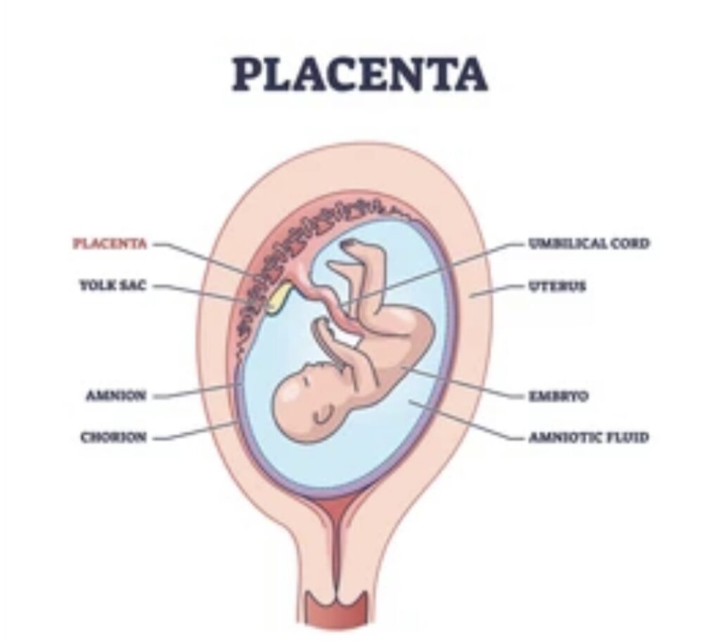 HAEMOCHORIAL PLACENTA STRUCTURE AND FUNCTION