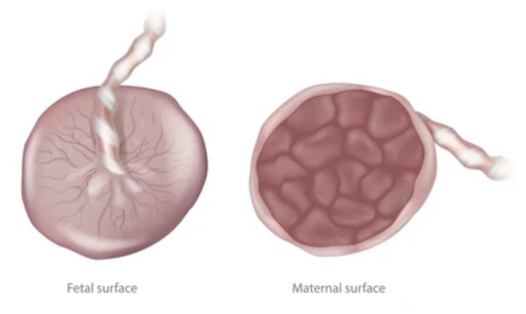 HAEMOCHORIAL PLACENTA STRUCTURE AND FUNCTION