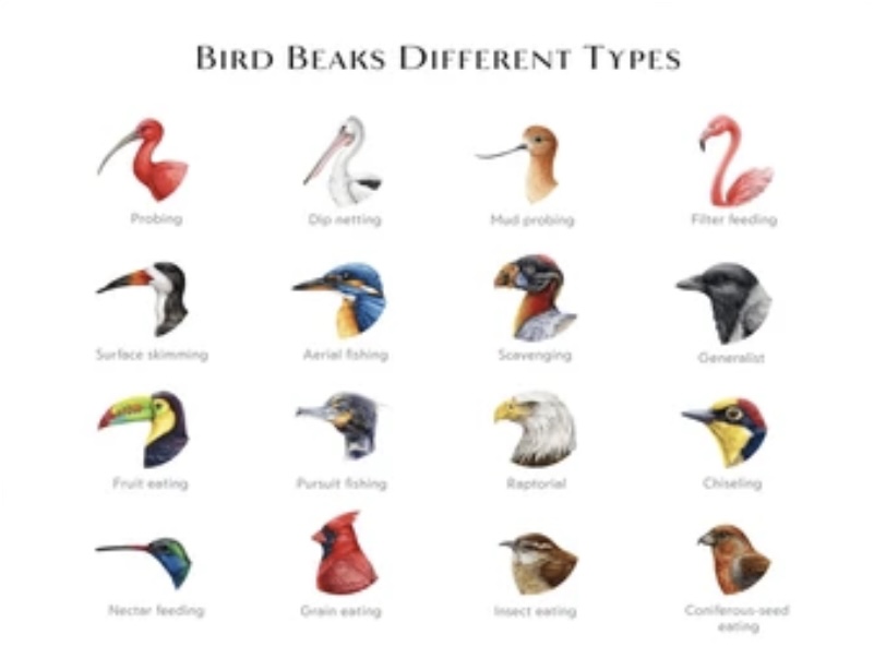 BIRDS AND THEIR BEAKS