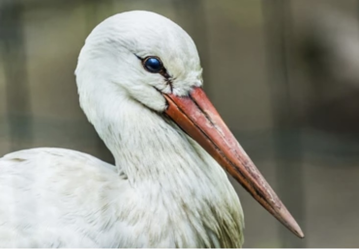 Read more about the article BIRDS AND THEIR BEAKS