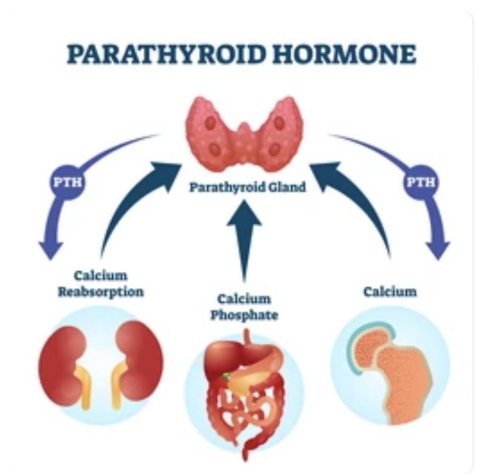 PARATHYROID GLAND FUNCTIONS AND DISORDERS