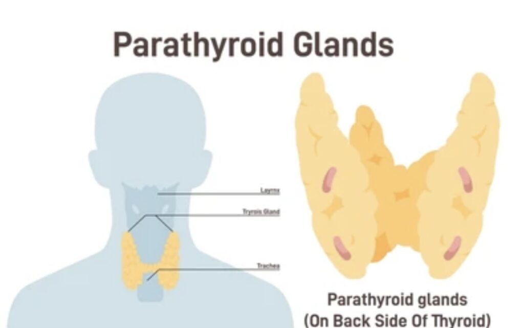 PARATHYROID GLAND FUNCTIONS AND DISORDERS