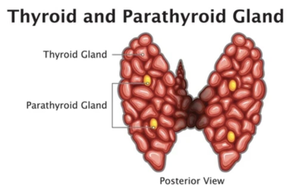 PARATHYROID GLAND FUNCTIONS AND DISORDERS 