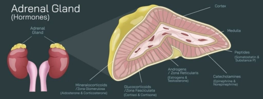 ADRENAL GLAND FUNCTIONS AND DISORDERS