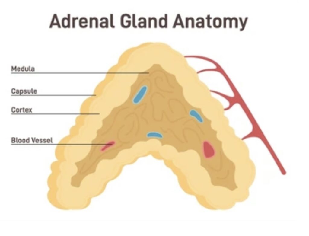 ADRENAL GLAND FUNCTIONS AND DISORDERS