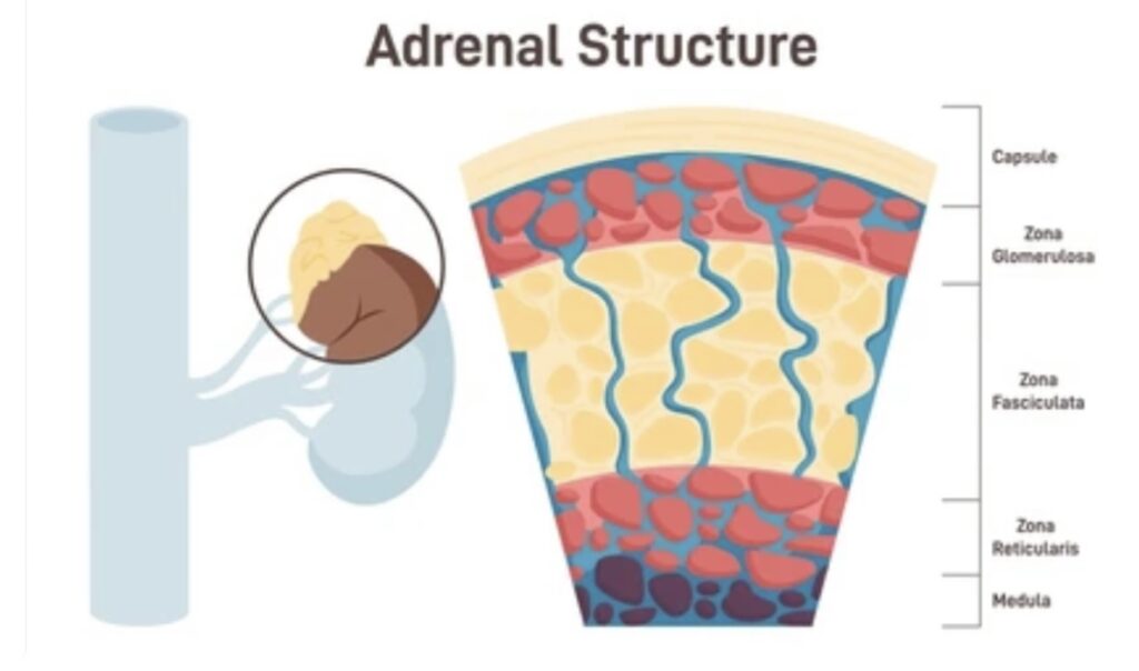 ADRENAL GLAND FUNCTIONS AND DISORDERS