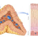 ADRENAL GLAND FUNCTIONS AND DISORDERS