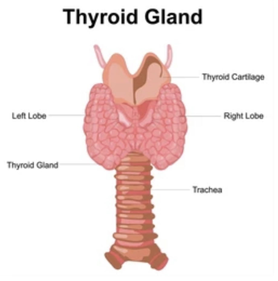 THYROID GLAND FUNCTIONS AND DISORDERS