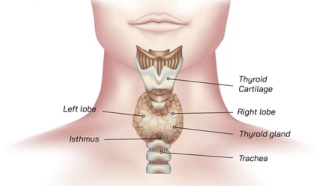 THYROID GLAND FUNCTIONS AND DISORDERS