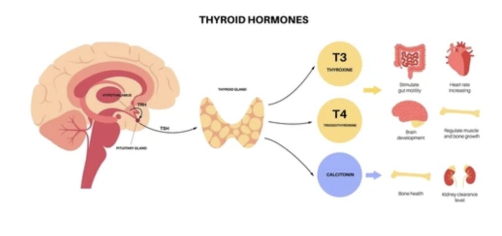 THYROID GLAND FUNCTIONS AND DISORDERS