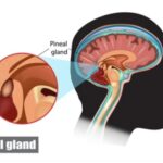 PINEAL GLAND FUNCTIONS AND DISORDERS