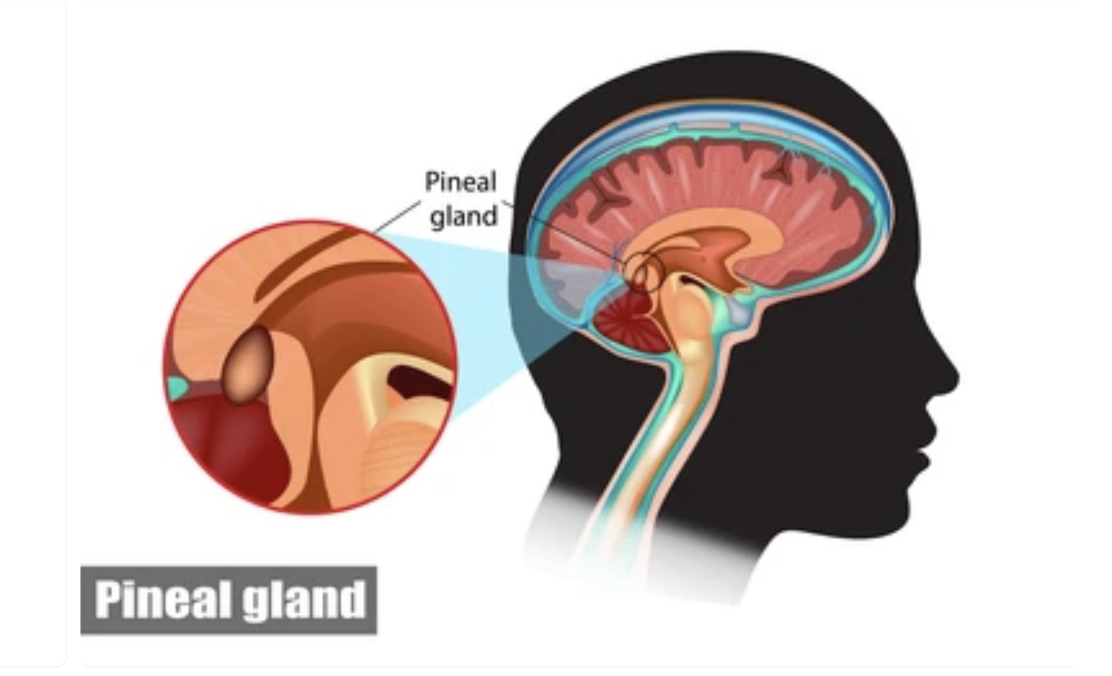 Read more about the article PINEAL GLAND FUNCTIONS AND DISORDERS