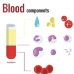 BLOOD AND ITS COMPONENTS