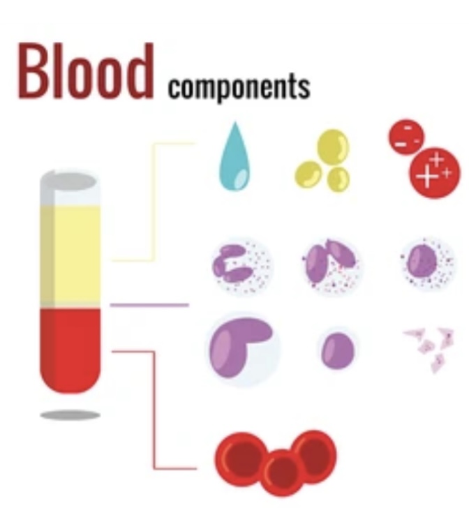 BLOOD AND ITS COMPONENTS